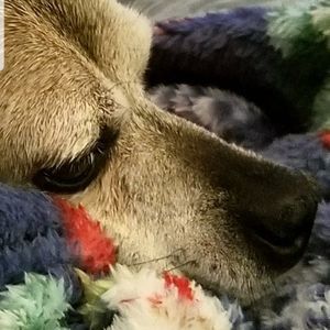 Meet your Posher, Donna